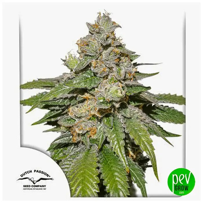 AutoMokum’sTulipparDutchPassion–AutofloraisonXLauxterpènesdouxetcrémeux