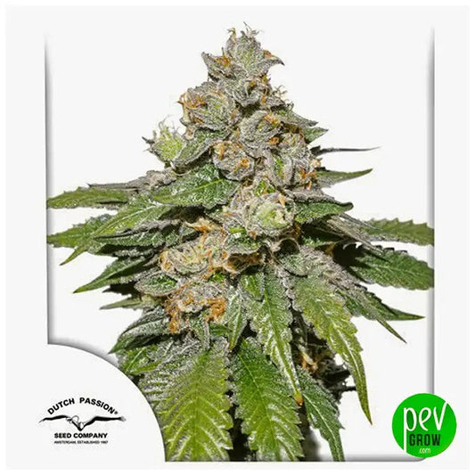AutoMokum’sTulipparDutchPassion–AutofloraisonXLauxterpènesdouxetcrémeux