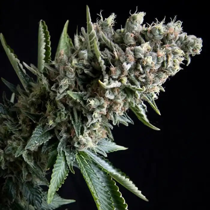 AutoNefertitiparPyramidSeeds–AutofloraisonSativaRapideetProductiveauGoûtHaze