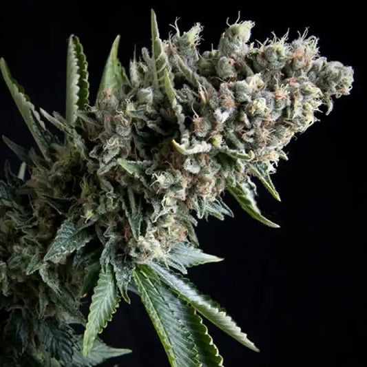 AutoNefertitiparPyramidSeeds–AutofloraisonSativaRapideetProductiveauGoûtHaze