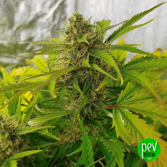 AutoNorthernLightsCBDparPyramidSeeds–VariétéautofloraisonàhautCBD,faibleTHCpourdeseffetséquilibrés