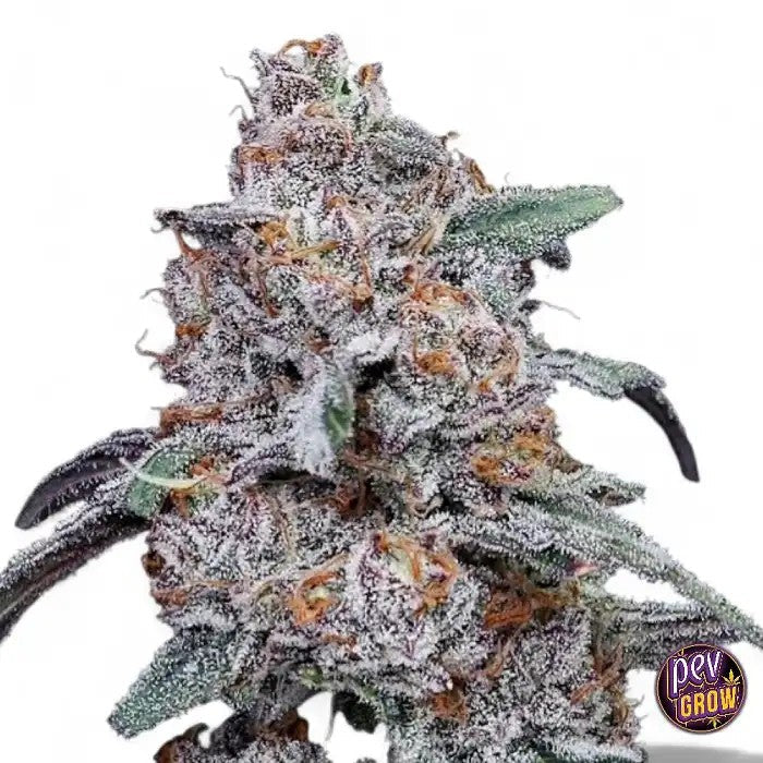 AutoPurplePeopleEater–GrainesAutofloraisonparDNAGeneticsâ€?Graines