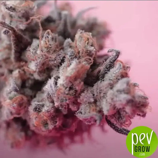 AutoRedPoisonparSweetSeeds–Autofloraisonrapideetproductiveaugoûtfruitésucré
