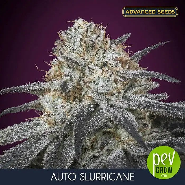 AutoSlurricaneparAdvancedSeeds–AutofloraisonàhauttauxdeTHCavecarômedepunchfruitéetrécolteen65jours