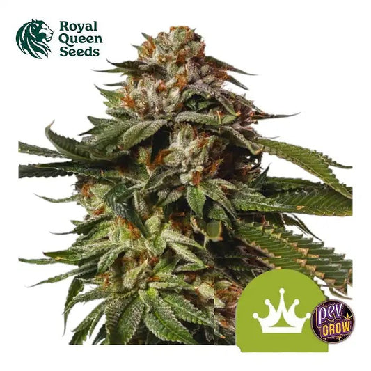 AutoSpecialQueenRoyalQueenSeeds–AutofleurissanterapideethautrendementaugoûtclassiquedeSkunk