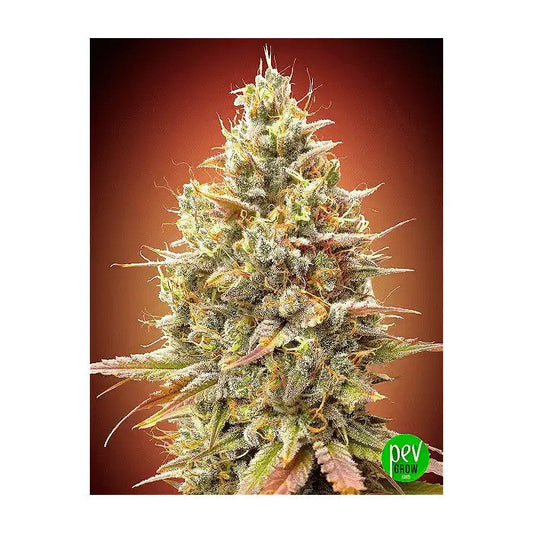 AutoStrawberryBananaparAdvancedSeeds–Autofloraisonfruitéeavec20%deTHCetrendementde500g/m²