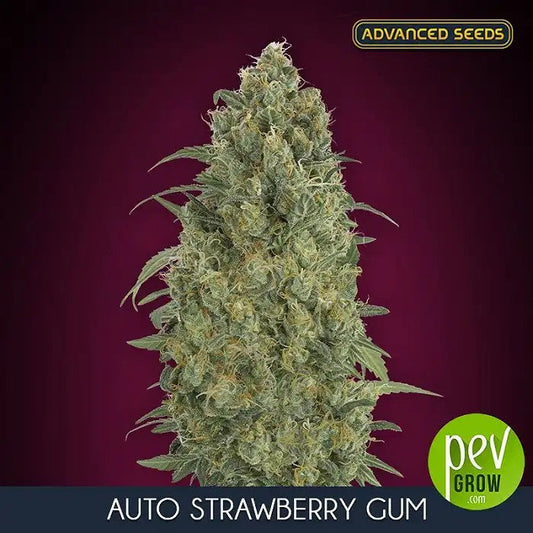 AutoStrawberryGumparAdvancedSeeds–Auto-fleurissanteSativaDominanteSucréeavec18%deTHCetunRendementde500g/m²