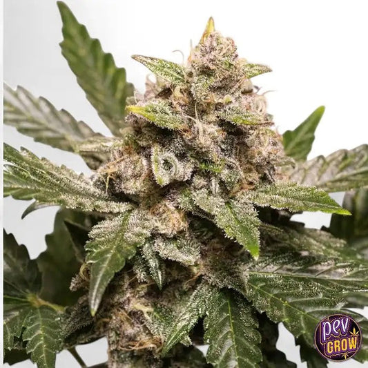 AutoStrawberrySodaDutchPassion–AutofleurissanteSucréeauxArômesdeSodaFruitéetTeintesViolettes,RécolteRapideen10Semaines