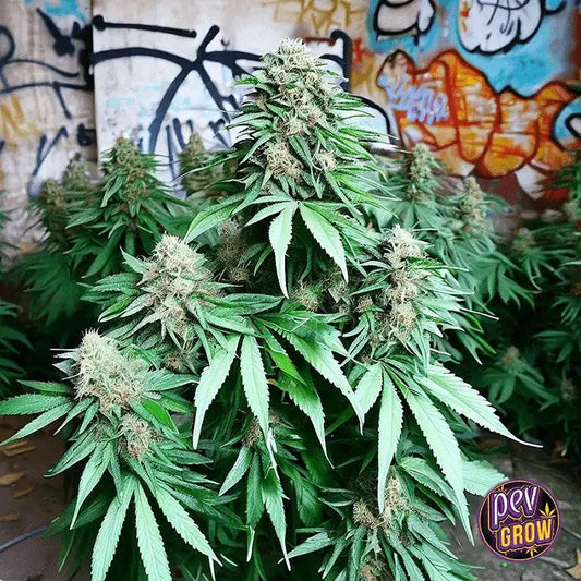 AutoSuperBudparSpainSeeds–UnevariétéautofloraisonIndicacompacteaugoûtcitronnéetsucré