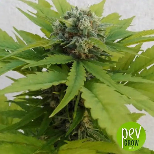 AutoSweetCritical00Seeds·Soucheautoflorissanteféminiséeaugoûtsucréetfruitéavecrécolterapideen70jours