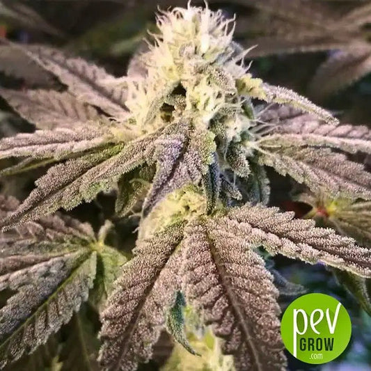 AutoTripin25Graines–HybrideAutofloraisonRapideauxEffetsPsychédéliques
