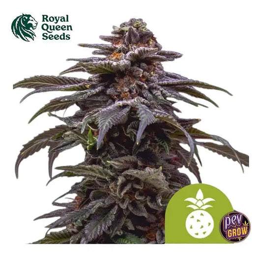 AutoTropicanaCookiesPurpleparRoyalQueenSeeds–Unevariétéautofloraisonrapide,fruitéeetviolette