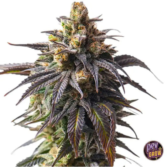 AutoVelvetDrip–GrainesAutoflorissantes,BananeTropicaleSativaAutoavecCitrusCrémeuxetEffetDynamisant