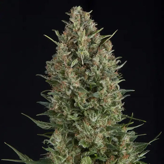 AutoWembleyparPyramidSeeds–Indicaautoflorissanteàhautrendementetarômefruitésucré