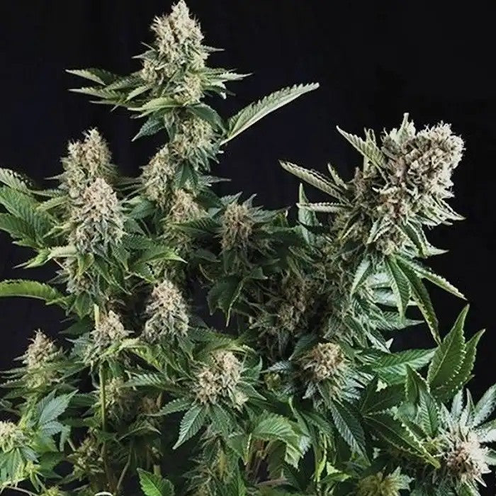 AutoWhiteWidowCBDparPyramidSeeds–VariétéautoflorissantericheenCBDpourcalmeetclartéd’esprit