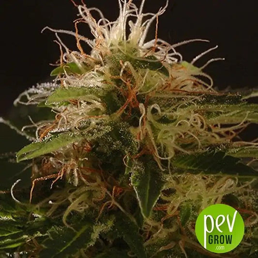 AutoWinweedCBDparMrHideSeeds–UnevariétéautoflorissanterapideavecunratioTHC:CBDéquilibré1:1
