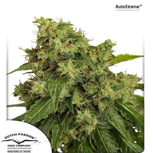AutoXtremeHazeparDutchPassion–VariétéSativaAutofloraisonàHautRendementpourdesBourgeonsPuissantsetCristallisés