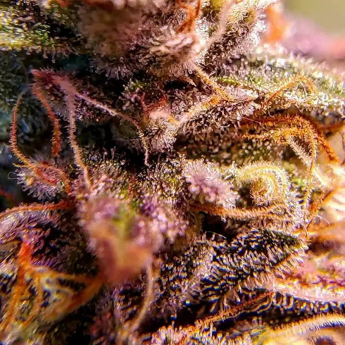 AutoZerealzMilkAdvancedSeeds–Saveursucréeetcrémeuse,26%deTHC·Récolterapideen75jours