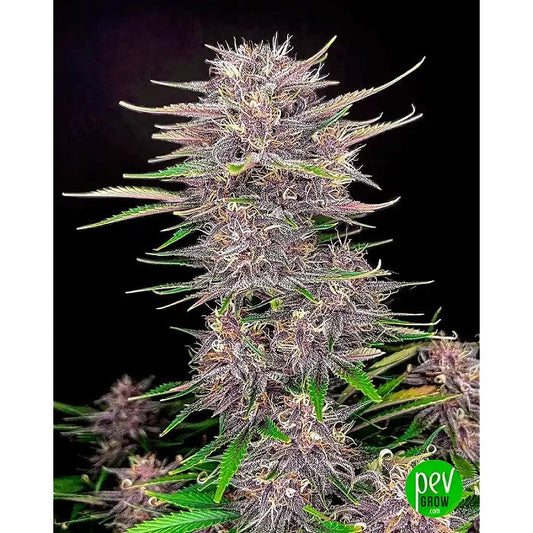 BananaPurplePunchAuto–FastBuds·HybrideIndicafruitée|Rendementélevéetfloraisonrapide