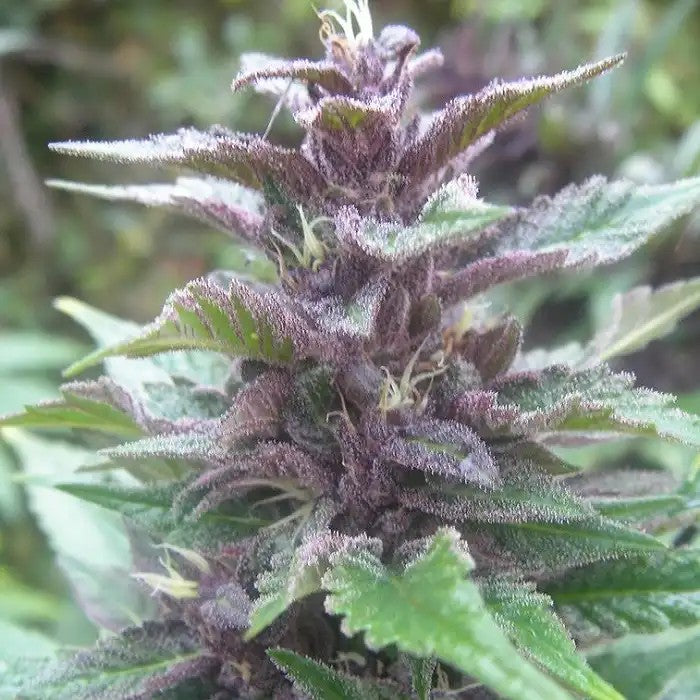 BangiHazeRegulard’AceSeeds–Sativaàfloraisonrapideaveceffeténergisantetrésistanceaufroid