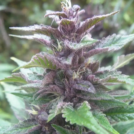 BangiHazeRegulard’AceSeeds–Sativaàfloraisonrapideaveceffeténergisantetrésistanceaufroid