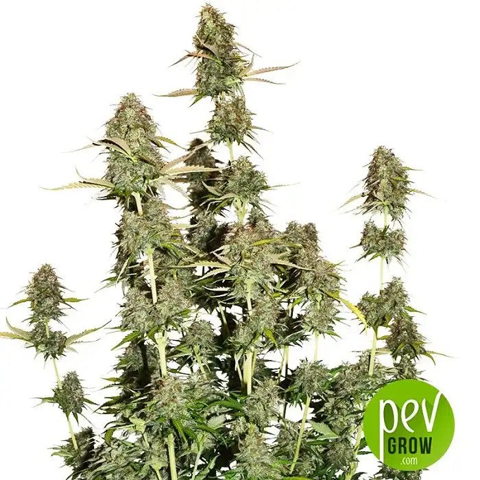 BCNPowerPlantAuto–GrainesAutofloraisonDominanteSativa·THCÉlevéetSaveurCitronnéeDouce