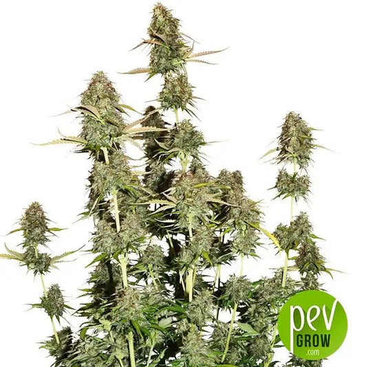 BCNPowerPlantAuto–GrainesAutofloraisonDominanteSativa·THCÉlevéetSaveurCitronnéeDouce