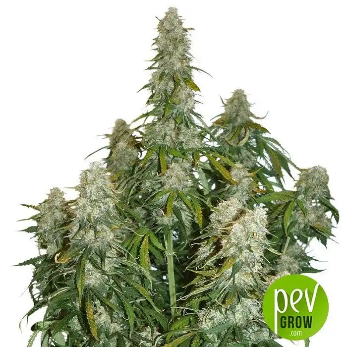 BigBudAutoparSeedStockers–Desrendementsmassifsen10semaines·Hybrideindicaautofloraison
