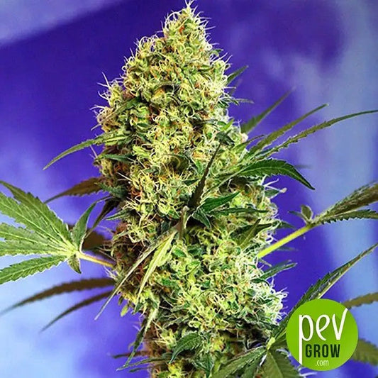 BigDevil2Auto®parSweetSeeds–Grainesféminiséesautofloraisonàhautrendement