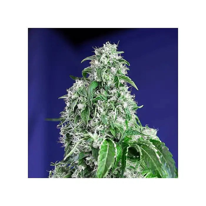 BigDevilF1FastVersionparSweetSeeds–HybrideSativaàFloraisonRapidepourdesRendementsÉlevés