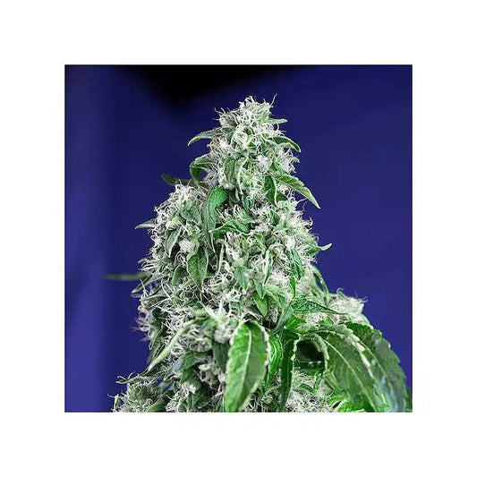 BigDevilF1FastVersionparSweetSeeds–HybrideSativaàFloraisonRapidepourdesRendementsÉlevés
