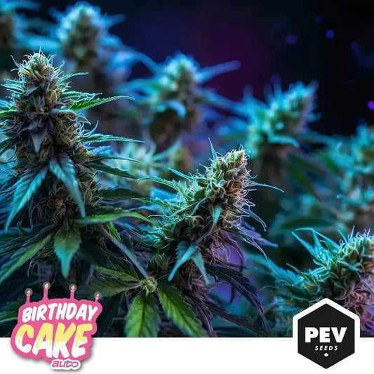 BirthdayCakeAuto–SaveurdeDessertVanilleSucréeetGrainesAutofloraisonHautRendementparPEVSeeds