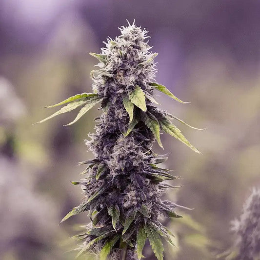 BlackberryAuto–AutofleurissanteCompacteetPourpreauGoûtFruitéSucré|SpainSeeds