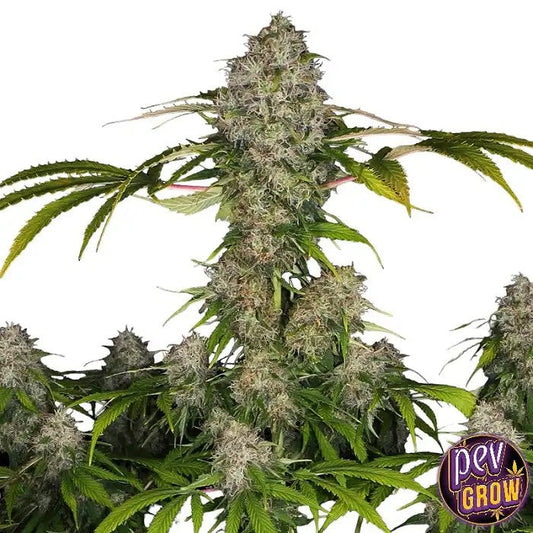 BlackDominaAuto–SpainSeeds|Indicaautoflorissanterelaxanteaugoûtsucré-floral