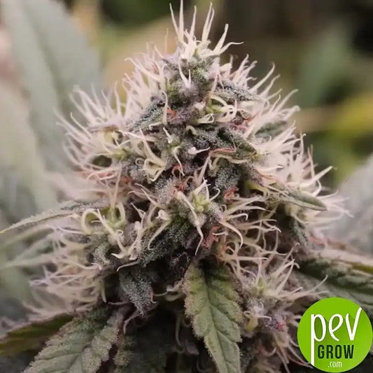 BloodySkunkAuto®parSweetSeeds–Autofleurissanterapideauxteintesviolettes·Hautrendementetarômesucré