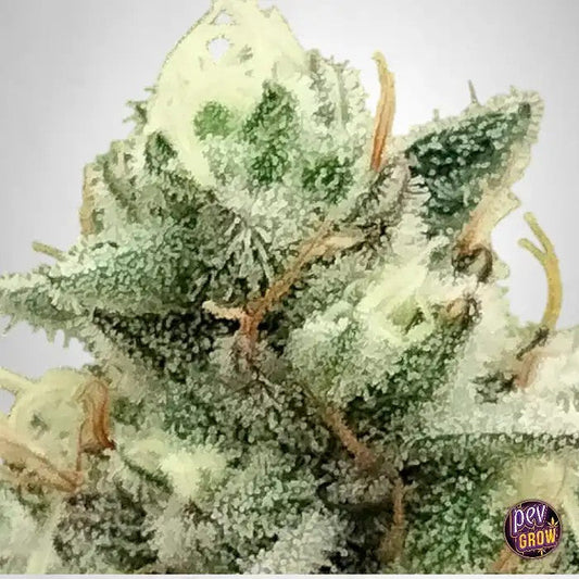 BlowrangeLimitedEdition–TheGratefulSeeds|GrainesFéminiséesauxArômesd’OrangeetdeVanille