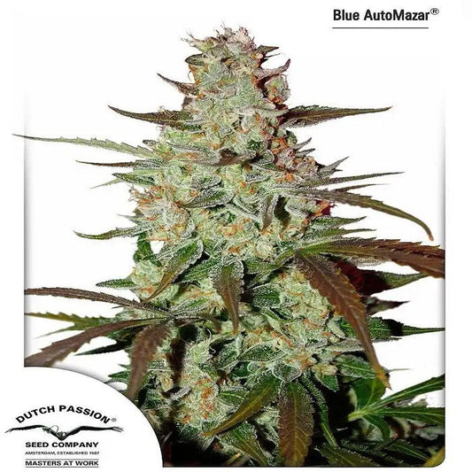 BlueAutoMazarparDutchPassion–AutofloraisonrapideetproductiveauparfumdeBlueberryKush