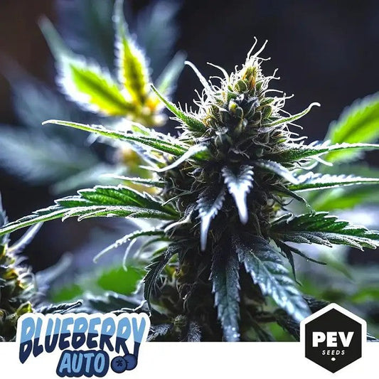 BlueberryAutoparPEVSeeds–SaveurdeBaiesSucréeetEffetIndicaRelaxant