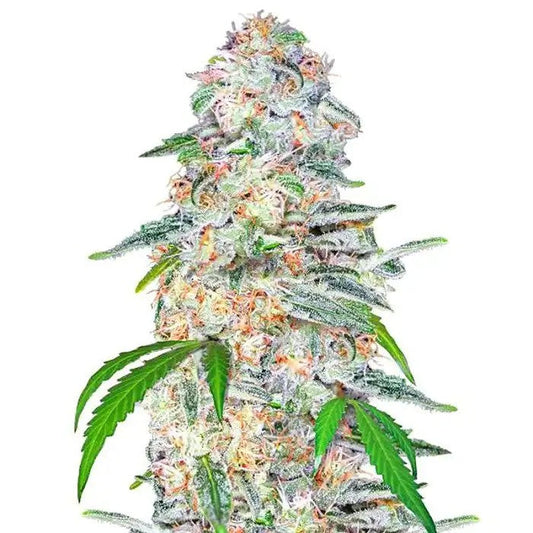 BlueDreamMatic420FastBuds–Autofleurissantesativadominanteàfloraisonrapideaugoûtfruitétropical