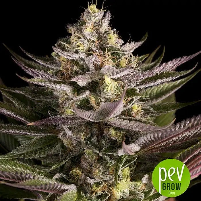 BlueKush