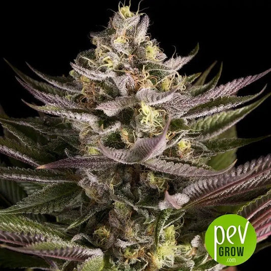 BlueKush