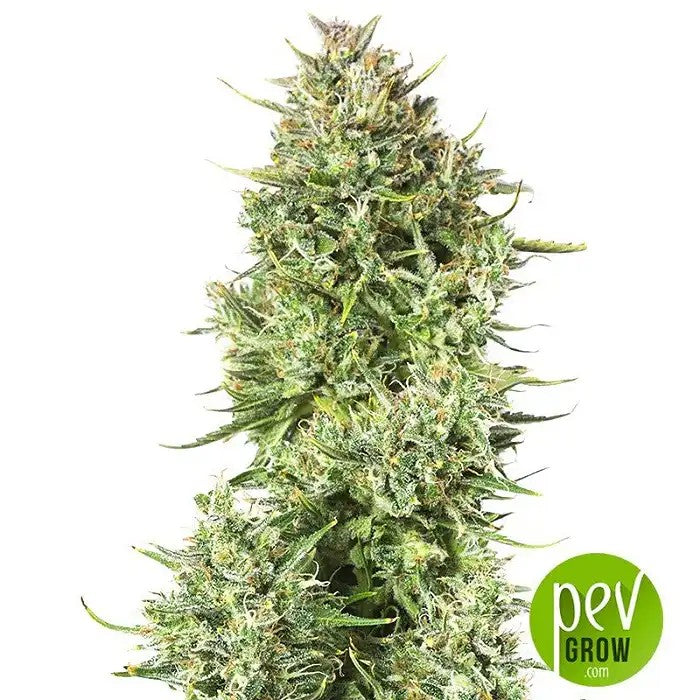 BlueKushAuto