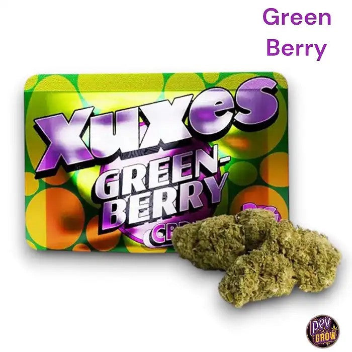 BourgeonsCBDXuxes3gr.GreenBerry