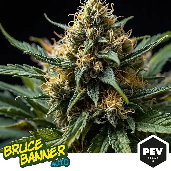 BruceBanner3Auto–PEVSeeds|Puissante,RésineuseetAutofloraisonRapide