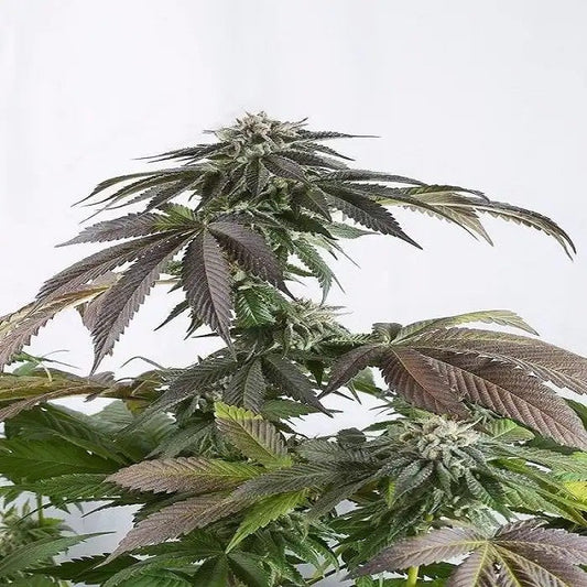 BubbaKushCBD
