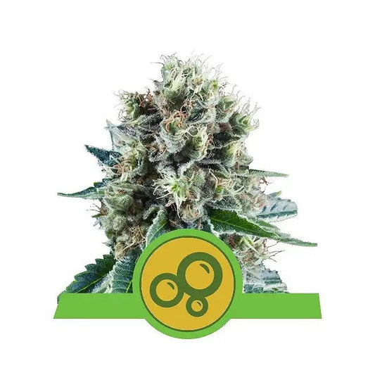 BubbleKushAutomaticparRoyalQueenSeeds–Unevariétéautoflorissantedouce,relaxanteetrapide