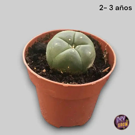 CactusPeyote2-3ans(LOPHOPHORAWILLIAMSII)