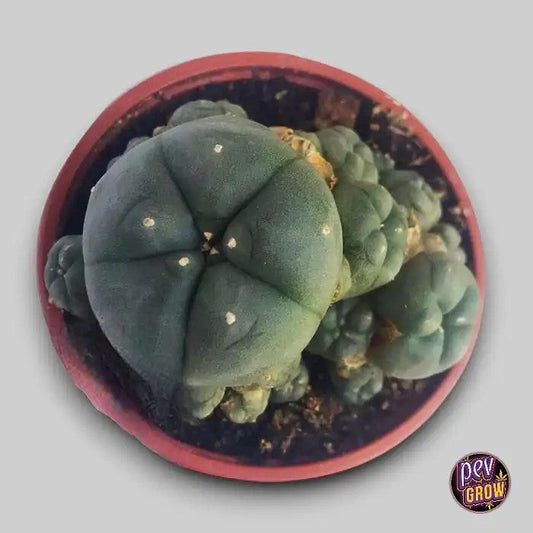 CactusPeyoteLophophoraWilliamsiiCaespitosaPequeño–Plantevivanteentouffepourpassionnésd’ethnobotanique