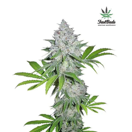 CalifornianSnowAutoparFastBuds–Autofleurantesativadominantegivréeaugoûtdepommesucréeetacidulée