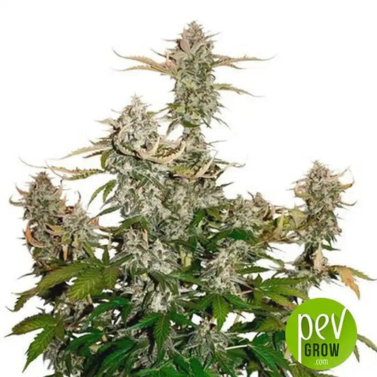 CandyDawgAutodeSeedStockers–AutofleurissanteIndica-dominanteauxarômesdeCandyKushetOGKush